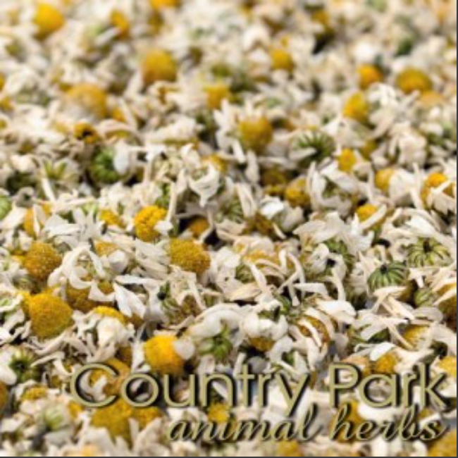Country Park Chamomile Flowers