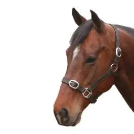 Eureka Leather Halter