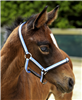 Goodwoods Foal Halter