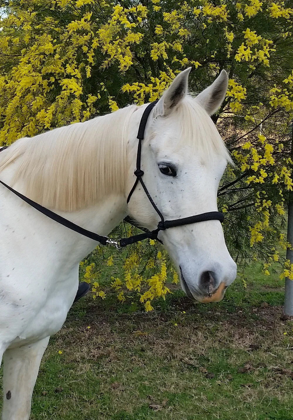 InSync Bitless Bridle