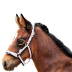 Goodwoods Foal Halter