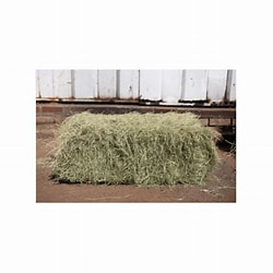 Teff Hay Bales