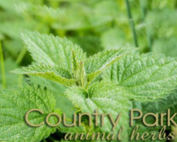 Country Park Nettle Leaf