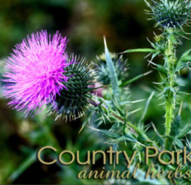 Country Park St Mary’s Thistle Seed Powder