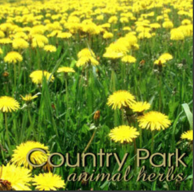 Country Park Dandelion Root
