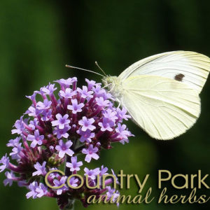 Country Park Vervain Herb Cut